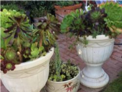 Two matching pots with succulent arrangement